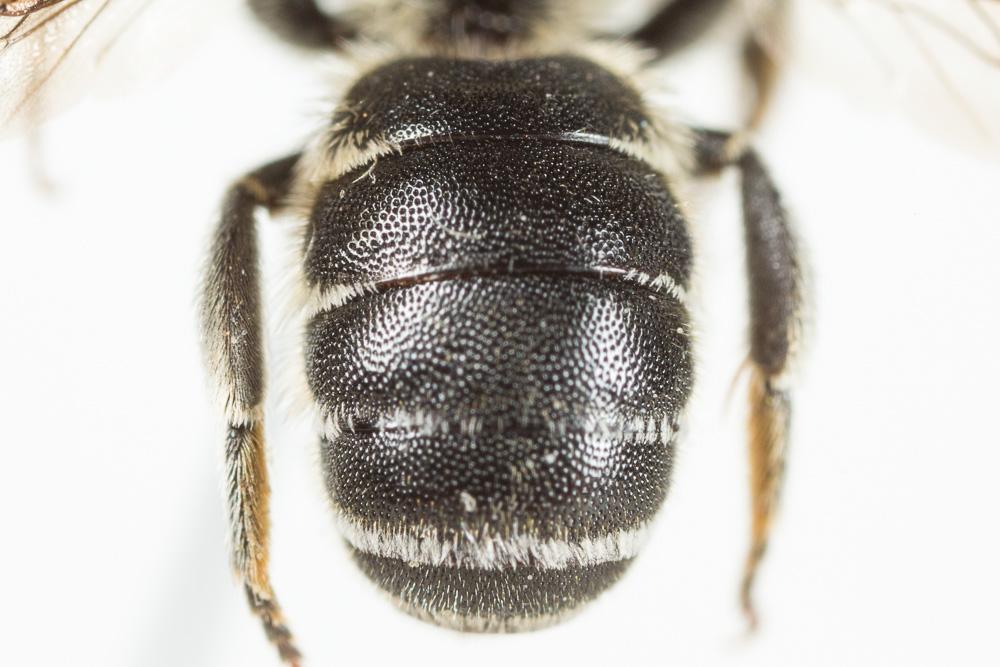  Osmia spinulosa (Kirby, 1802)