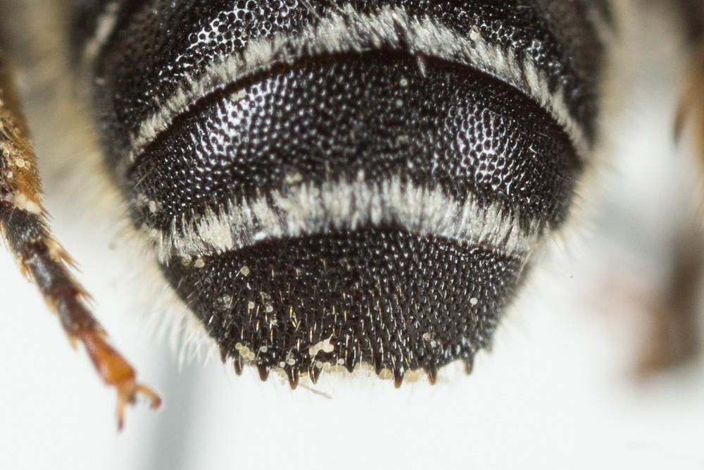  Osmia spinulosa (Kirby, 1802)