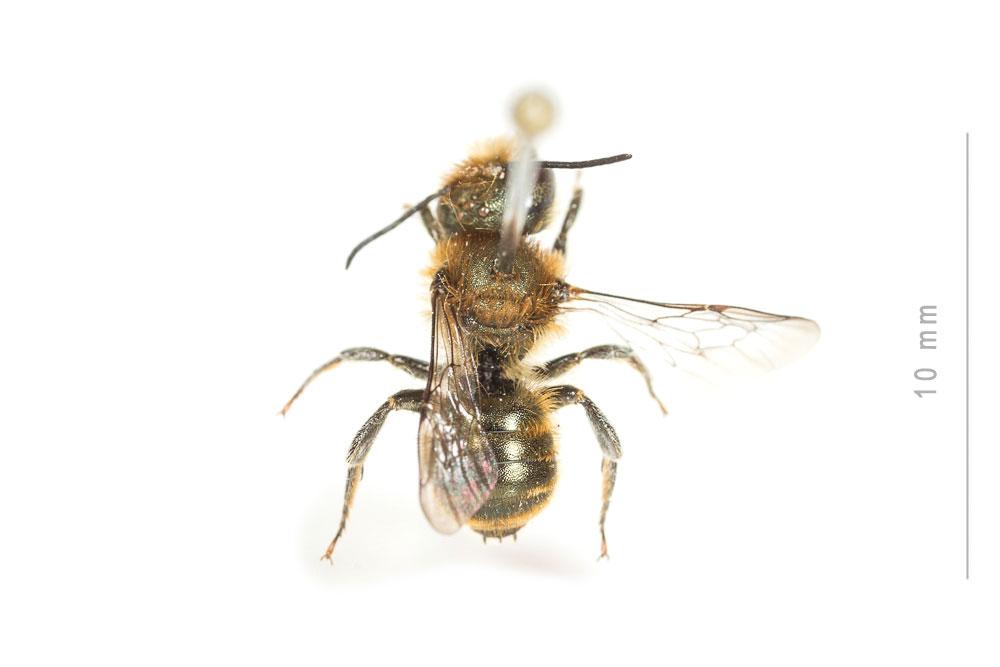 Osmia submicans Morawitz, 1870