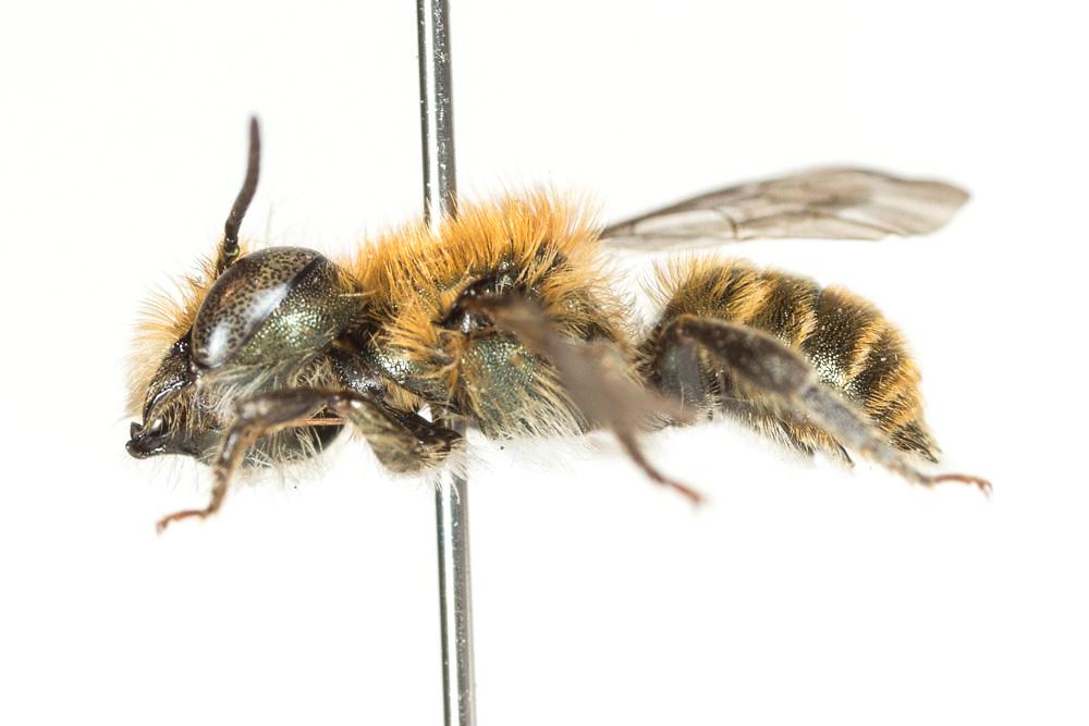  Osmia submicans Morawitz, 1870