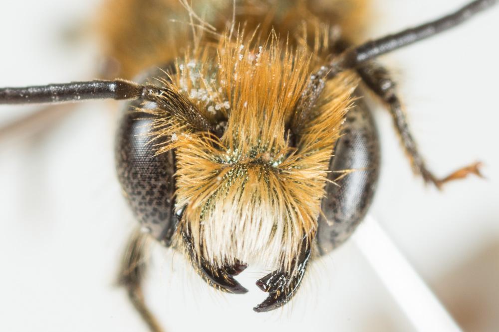  Osmia submicans Morawitz, 1870