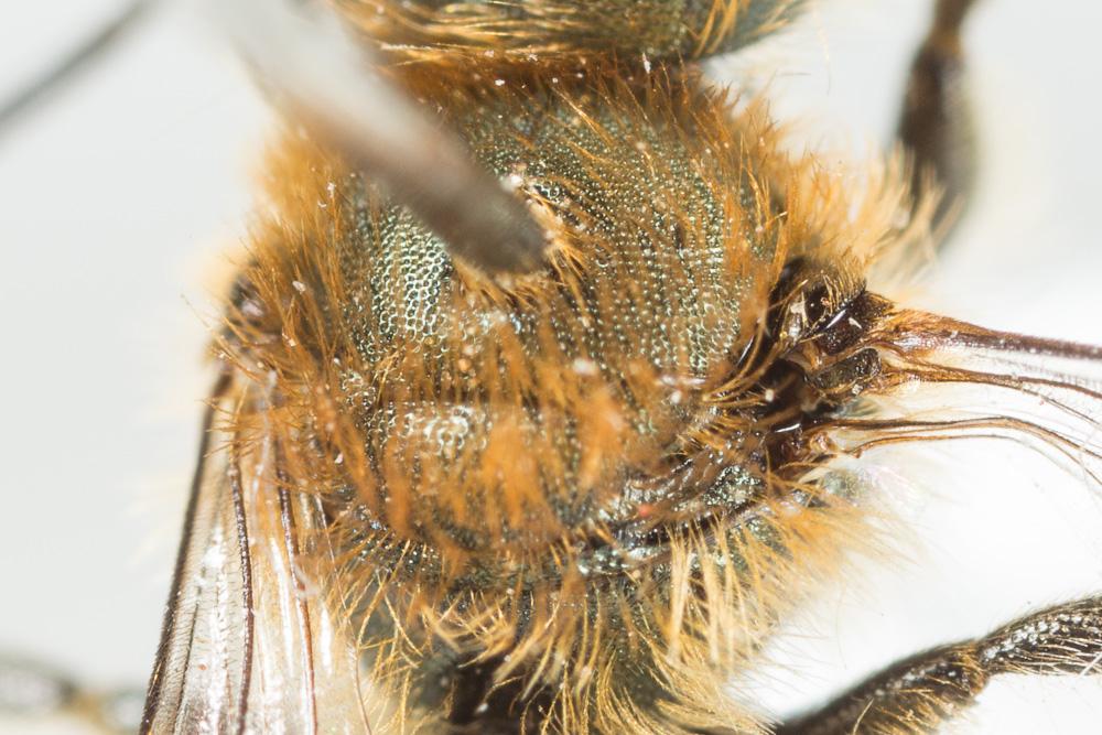  Osmia submicans Morawitz, 1870