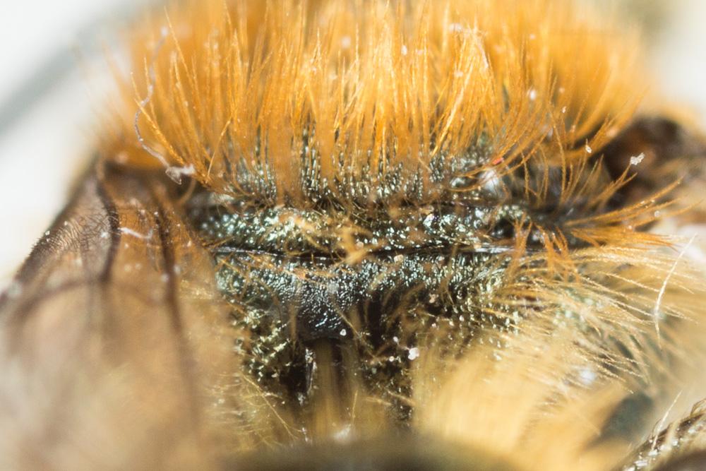  Osmia submicans Morawitz, 1870