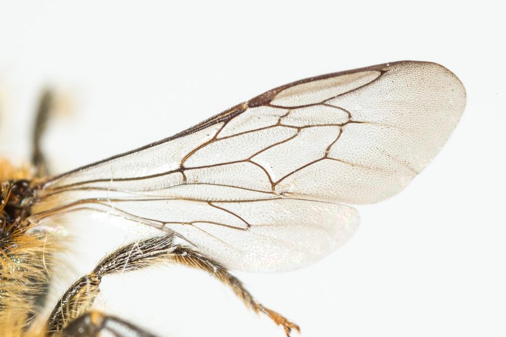 Osmia submicans Morawitz, 1870
