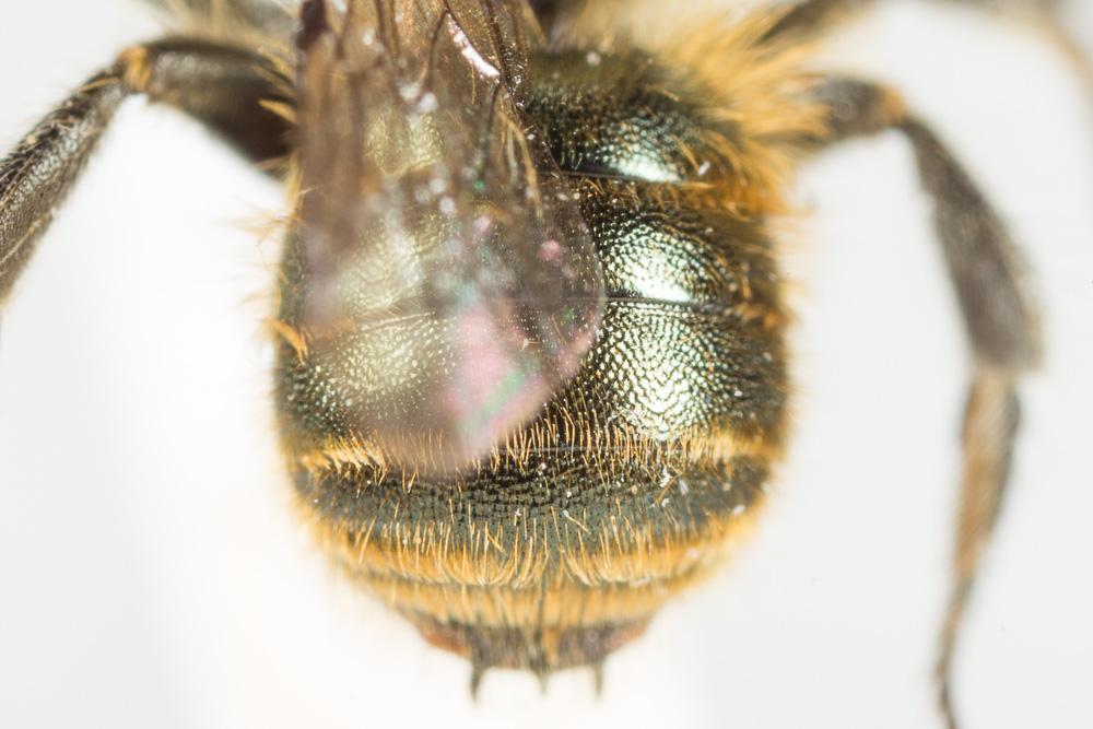  Osmia submicans Morawitz, 1870
