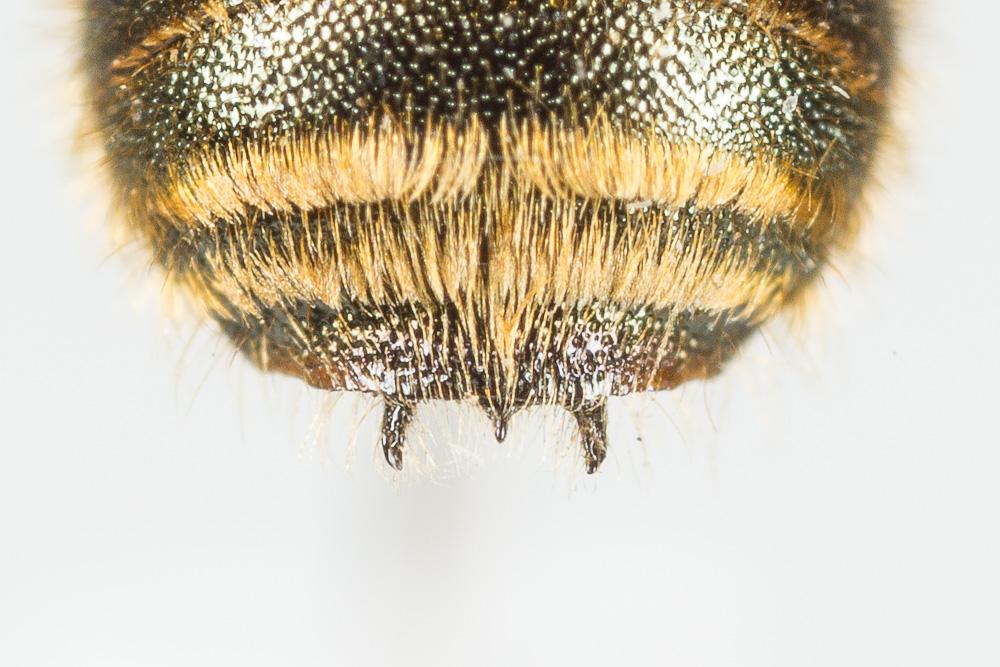  Osmia submicans Morawitz, 1870
