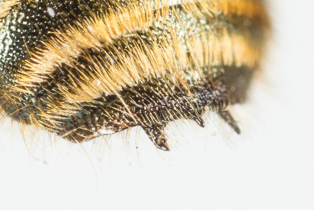  Osmia submicans Morawitz, 1870