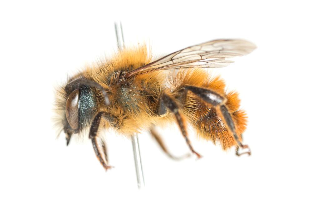 Osmia tricornis Latreille, 1811