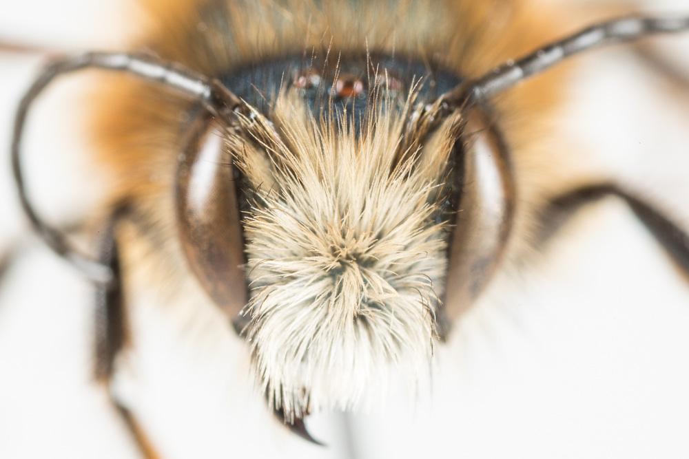 Osmia tricornis Latreille, 1811