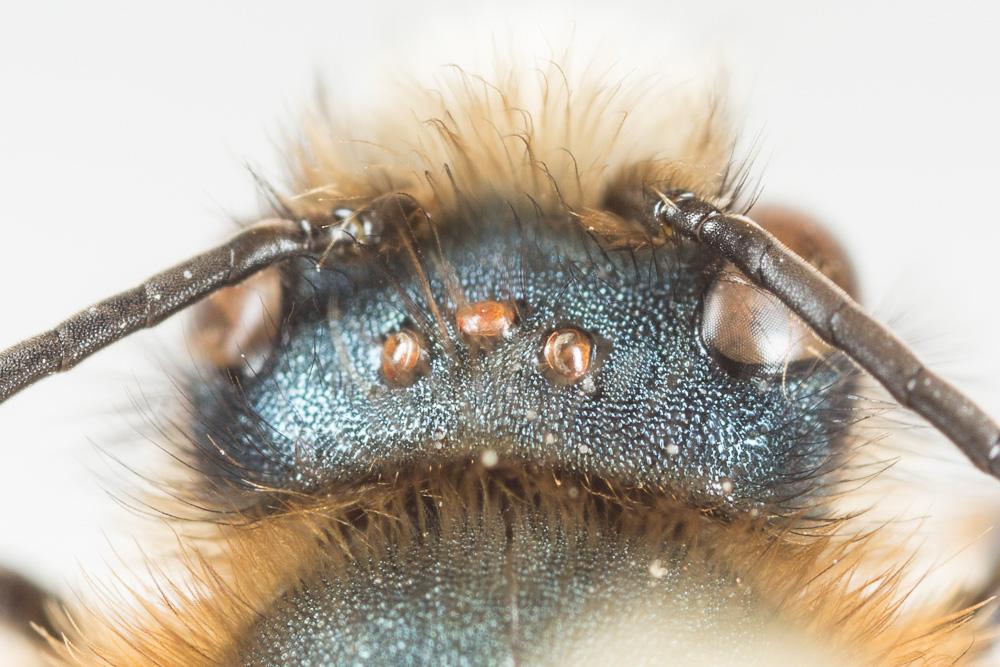 Osmia tricornis Latreille, 1811