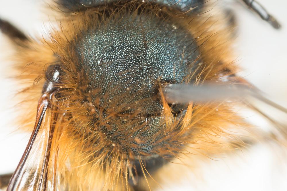  Osmia tricornis Latreille, 1811