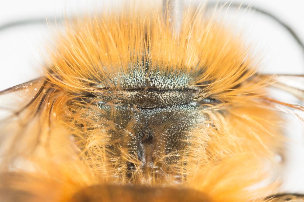  Osmia tricornis Latreille, 1811