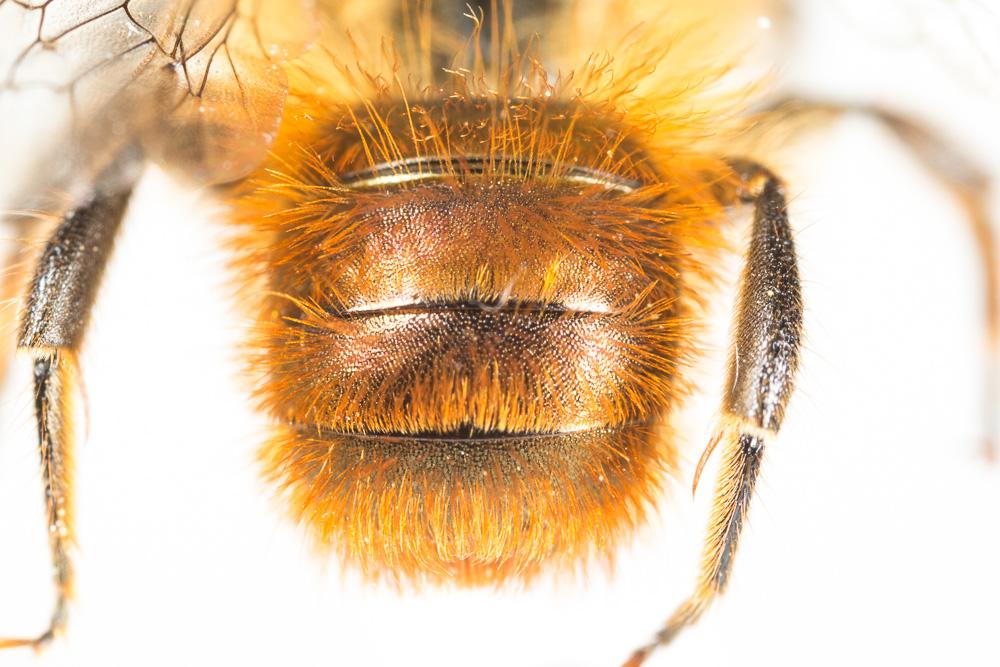  Osmia tricornis Latreille, 1811