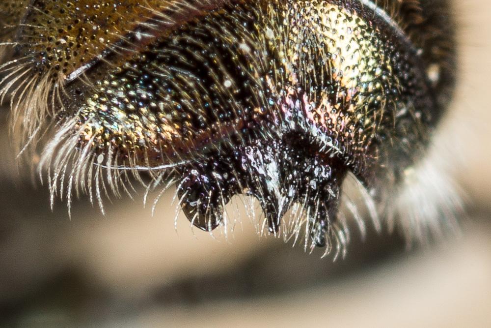  Osmia versicolor Latreille, 1811