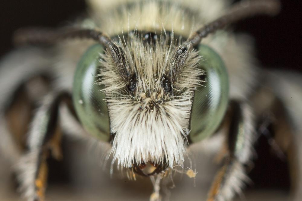  Osmia versicolor Latreille, 1811