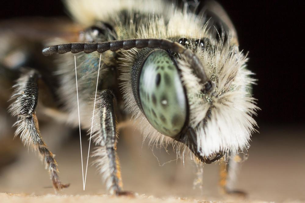  Osmia versicolor Latreille, 1811