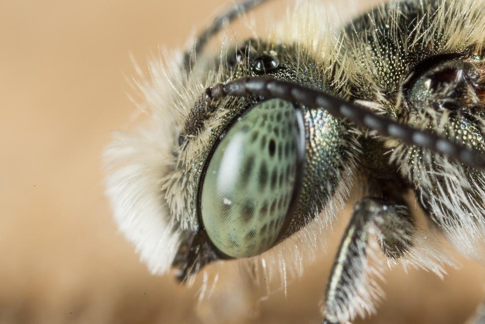  Osmia versicolor Latreille, 1811