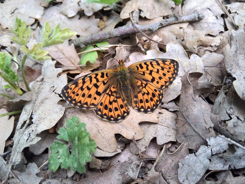 Le Grand collier argenté (Le), Nacré sagitté (Le) Boloria euphrosyne (Linnaeus, 1758)