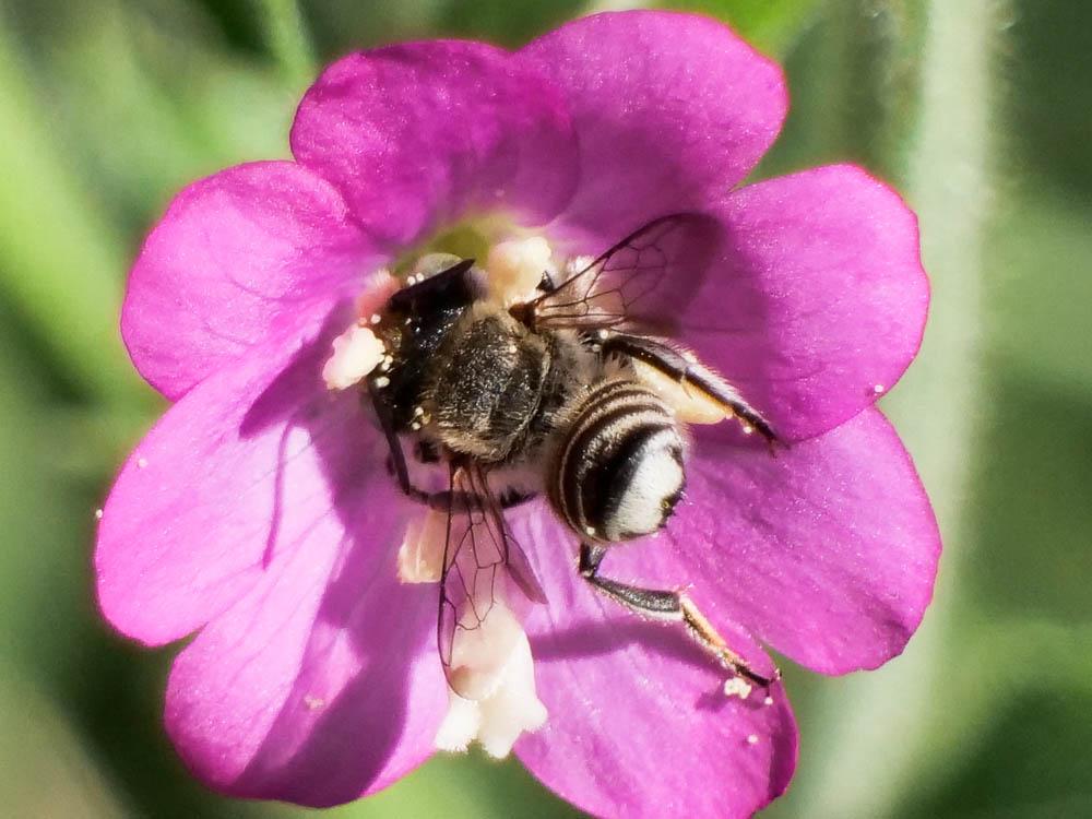  Megachile pilidens Alfken, 1924