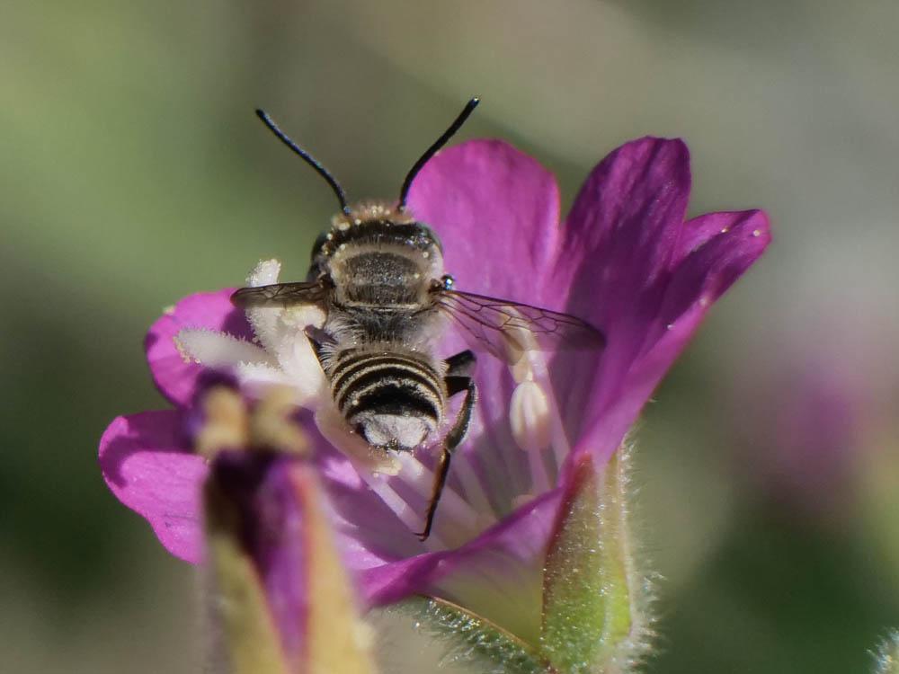  Megachile pilidens Alfken, 1924
