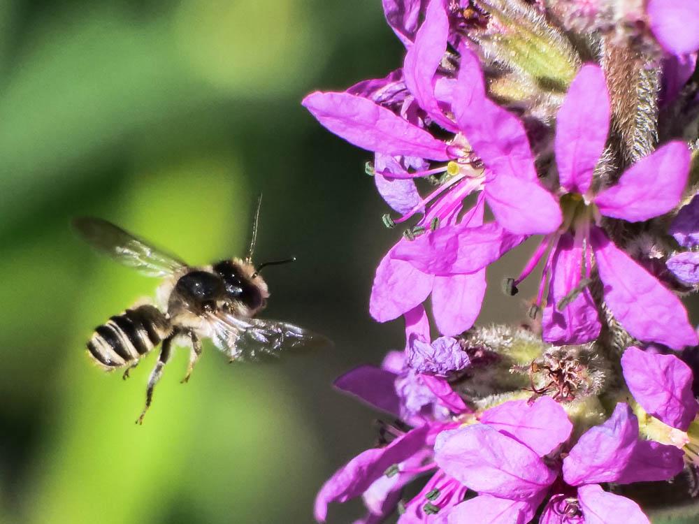  Megachile Latreille, 1802