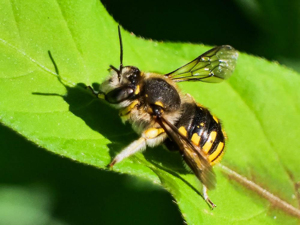 Abeille cotonnière, Anthidie cotonnière Anthidium manicatum (Linnaeus, 1758)