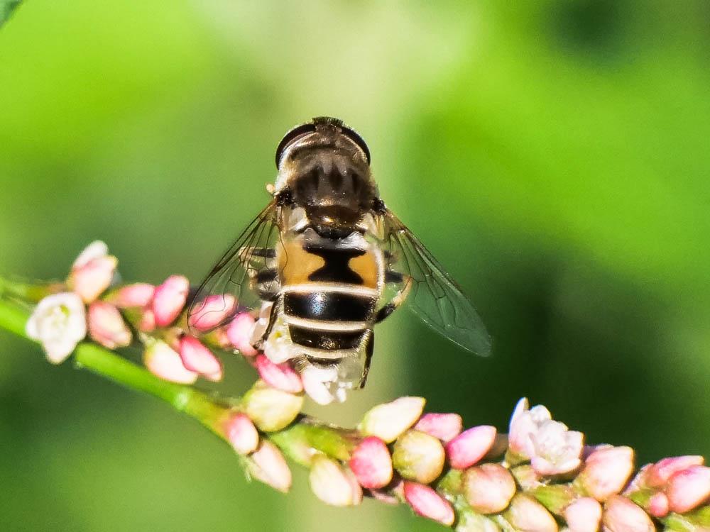 Eristalis arbustorum (Linnaeus, 1758)