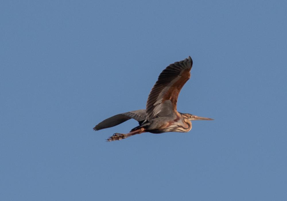 Héron pourpré Ardea purpurea Linnaeus, 1766