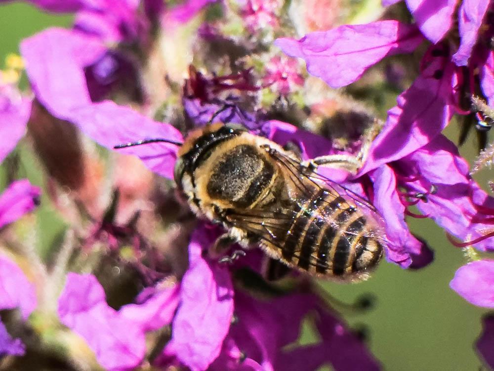  Megachile pilidens Alfken, 1924
