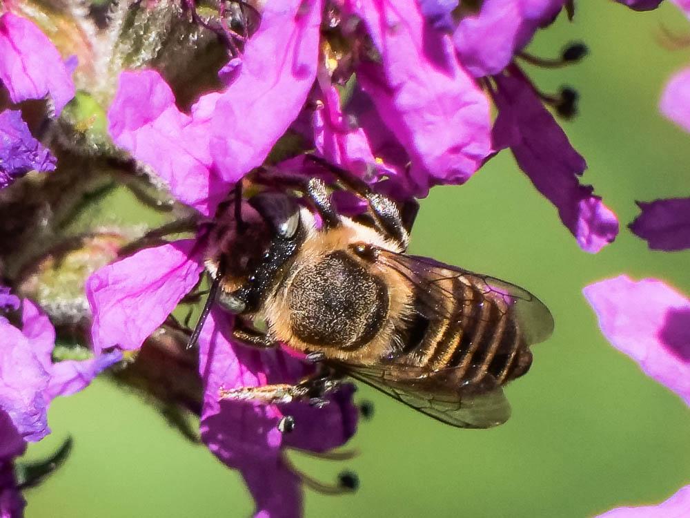  Megachile pilidens Alfken, 1924