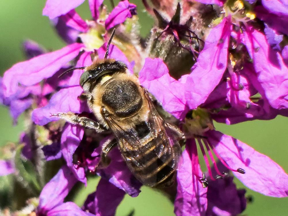  Megachile pilidens Alfken, 1924