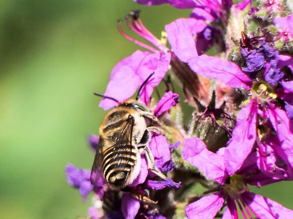 Megachile pilidens Alfken, 1924