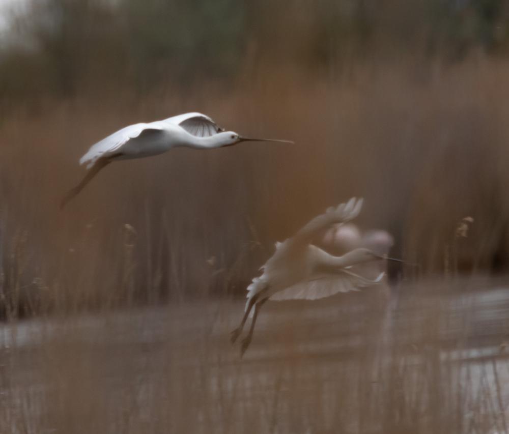 Spatule blanche Platalea leucorodia Linnaeus, 1758