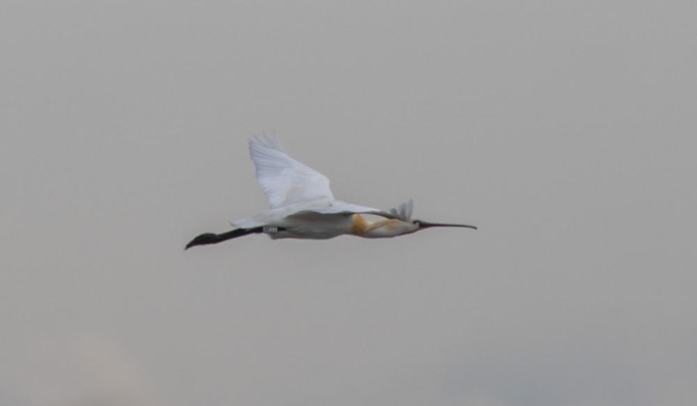 Spatule blanche Platalea leucorodia Linnaeus, 1758