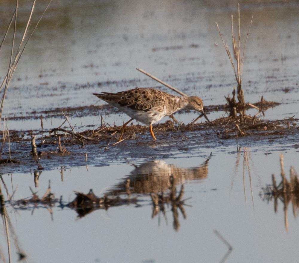 Chevalier combattant, Combattant varié Calidris pugnax (Linnaeus, 1758)