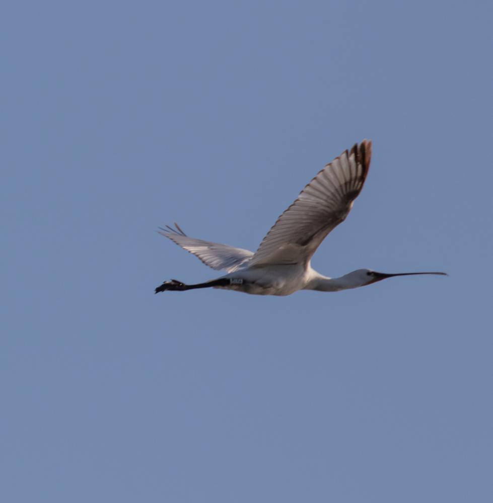 Spatule blanche Platalea leucorodia Linnaeus, 1758