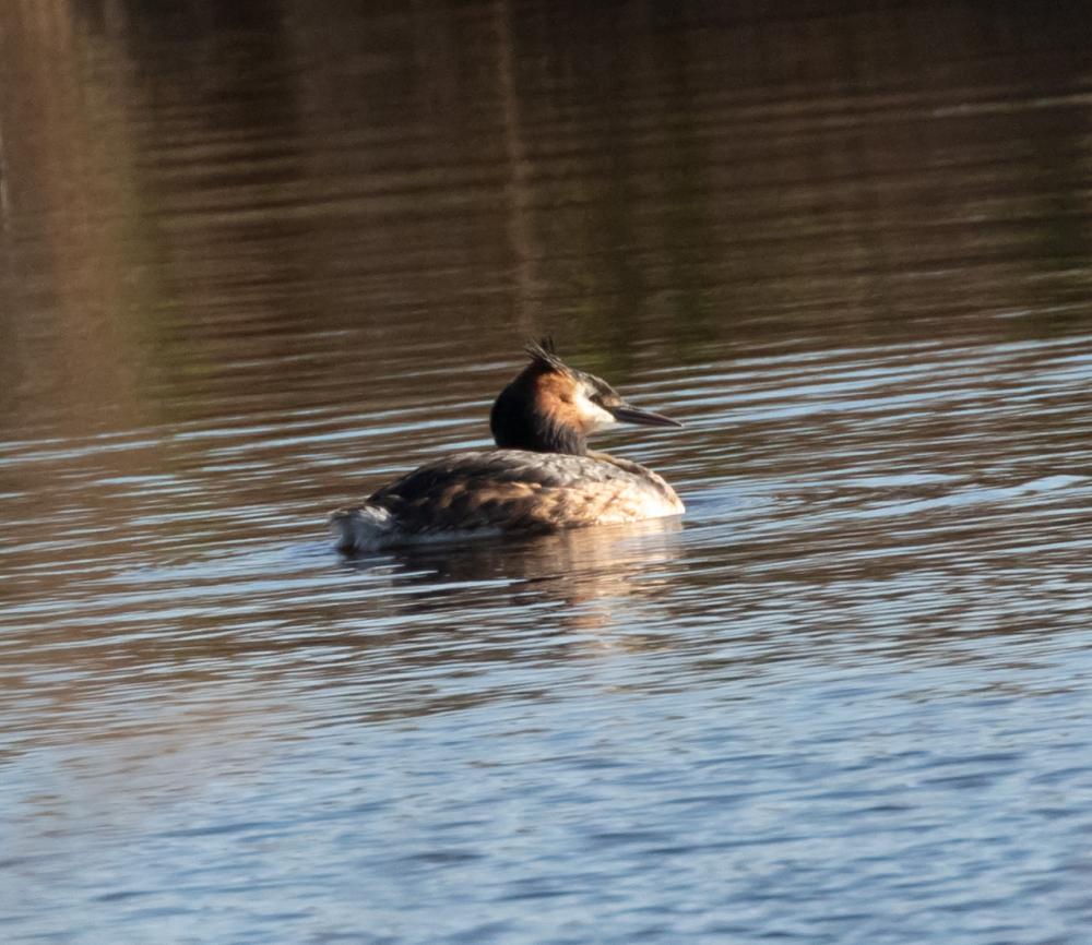 Grèbe huppé Podiceps cristatus (Linnaeus, 1758)
