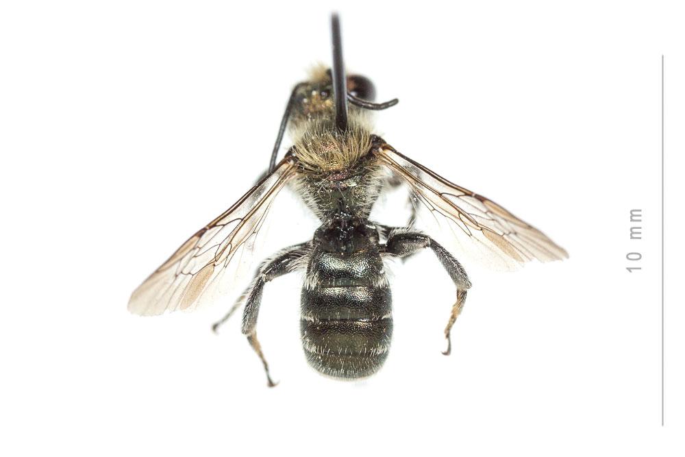  Osmia cephalotes Morawitz, 1870