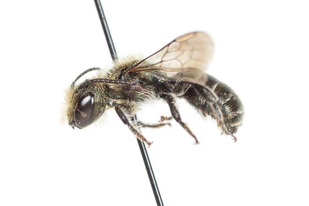  Osmia cephalotes Morawitz, 1870