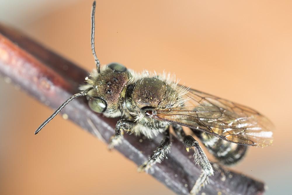 Osmia cephalotes Morawitz, 1870
