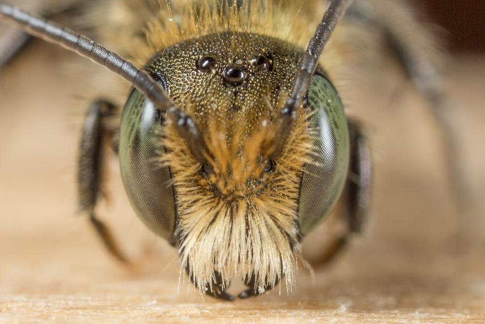  Osmia cephalotes Morawitz, 1870