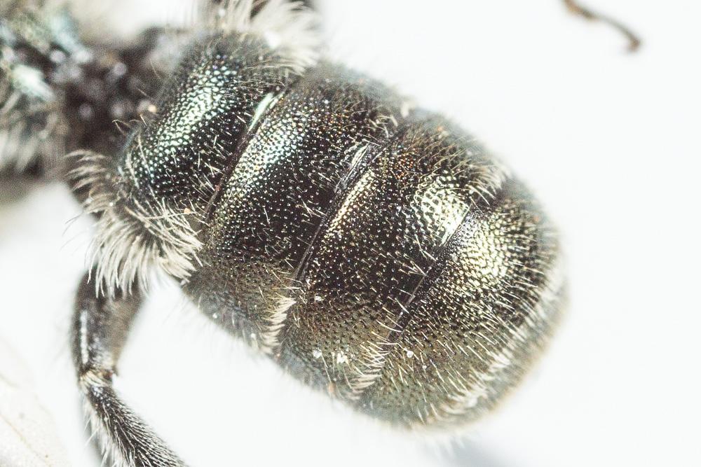  Osmia cephalotes Morawitz, 1870