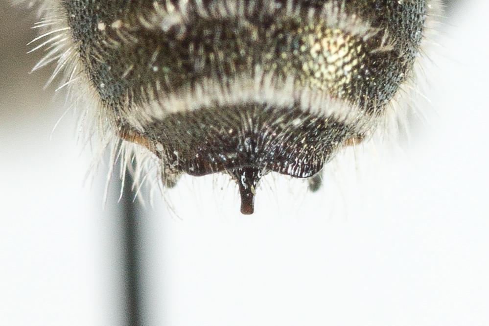  Osmia cephalotes Morawitz, 1870