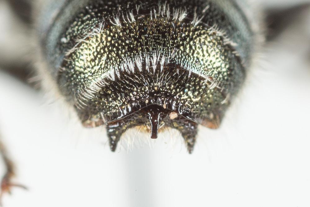  Osmia cephalotes Morawitz, 1870