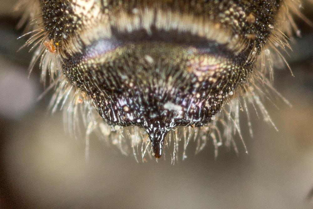 Osmia cephalotes Morawitz, 1870
