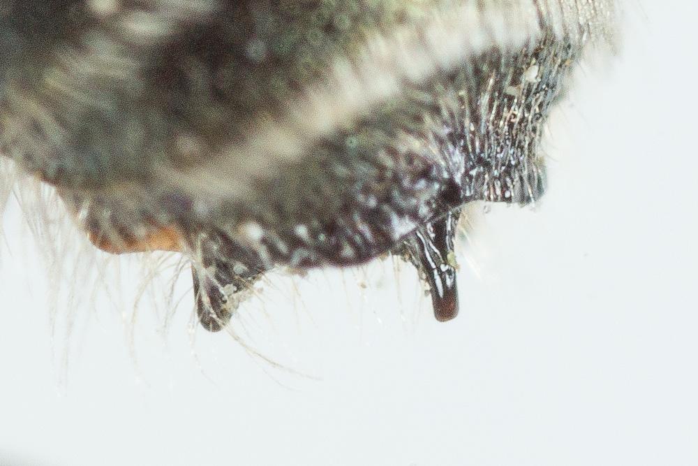 Osmia cephalotes Morawitz, 1870