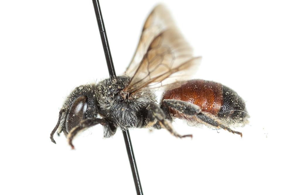 Osmia andrenoides Spinola, 1808