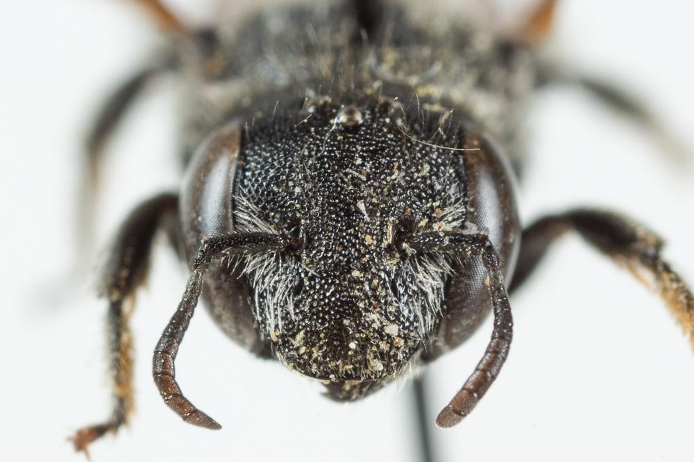  Osmia andrenoides Spinola, 1808