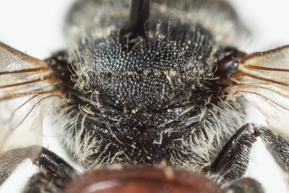 Osmia andrenoides Spinola, 1808
