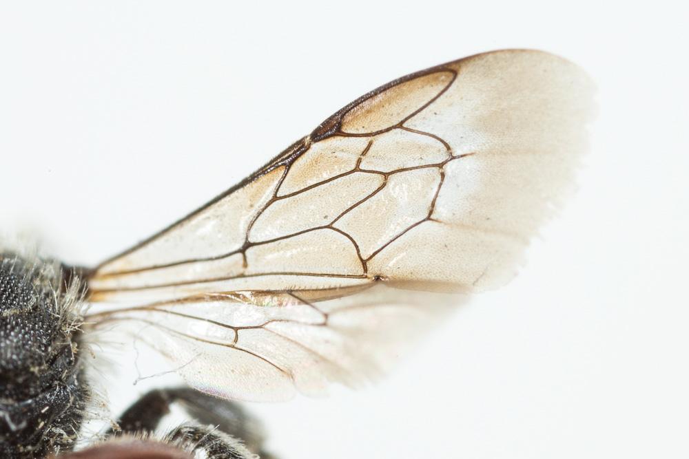  Osmia andrenoides Spinola, 1808